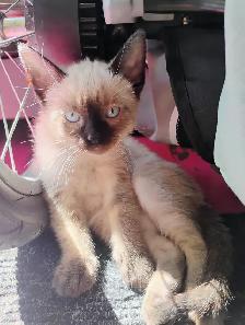 Purebred Siamese Kittens - Photo 5