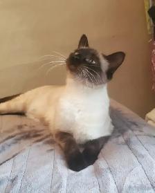 Purebred Siamese Kittens - Photo 8
