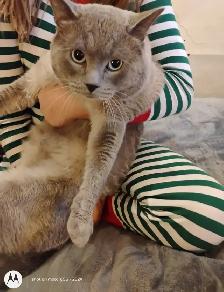 Purebred Siamese Kittens - Photo 9