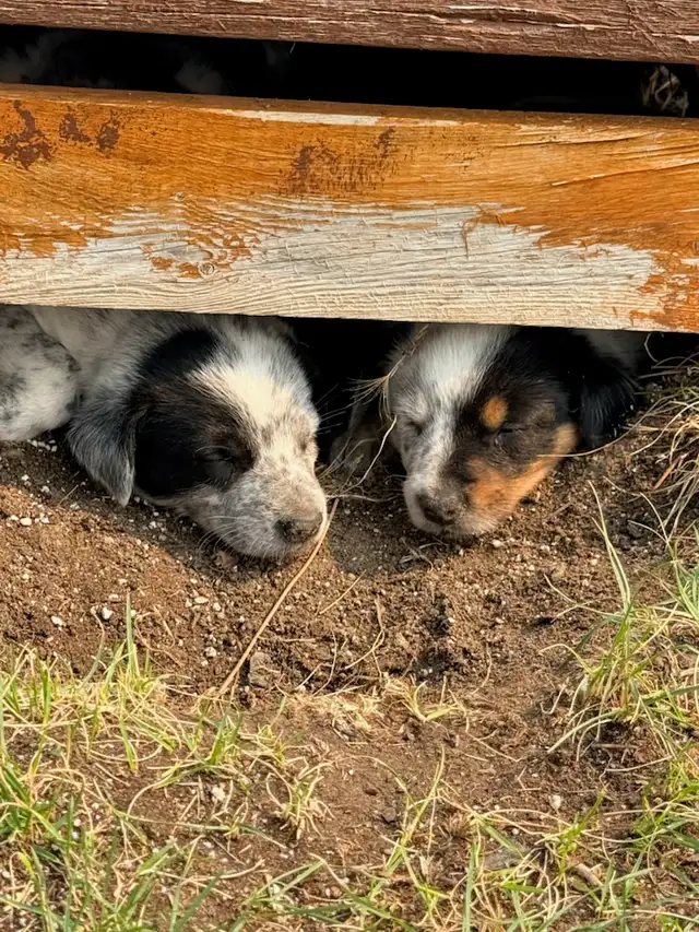border collie x blue heeler puppies