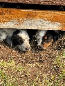 border collie x blue heeler puppies