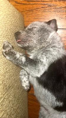 border collie x blue heeler puppies - Photo 2