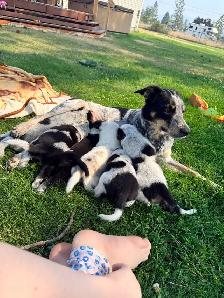 border collie x blue heeler puppies - Photo 3