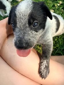 border collie x blue heeler puppies - Photo 4