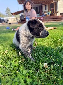 border collie x blue heeler puppies - Photo 5