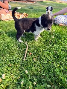 border collie x blue heeler puppies - Photo 6