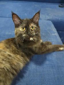 European Maine Coons - Photo 2