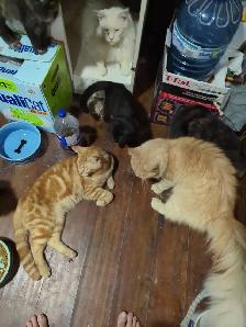 European Maine Coons - Photo 3