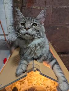 European Maine Coons - Photo 8