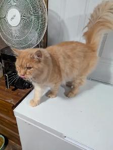 European Maine Coons - Photo 9