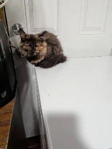 European Maine Coons - Photo 10
