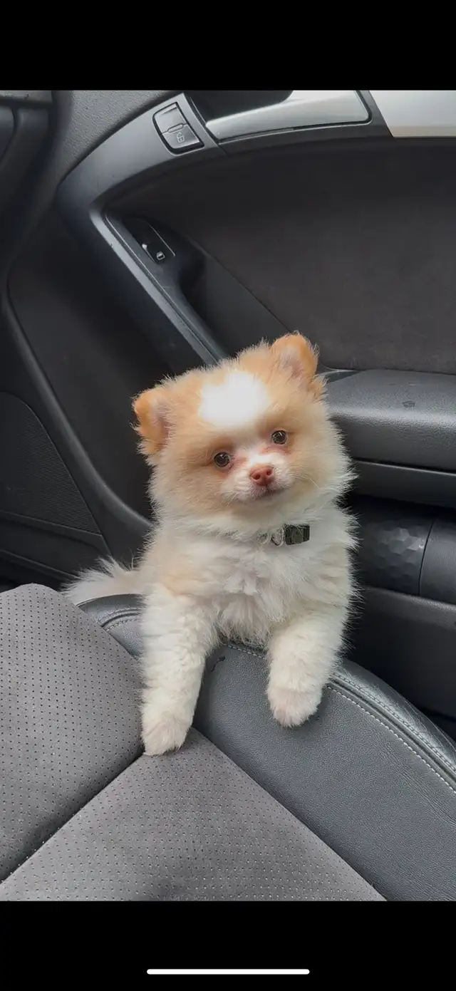 pure bred Pomeranian for sale !!