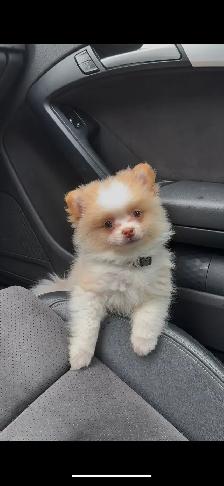 pure bred Pomeranian for sale !!