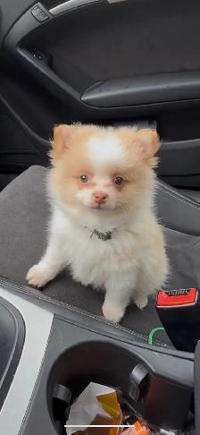 pure bred Pomeranian for sale !! - Photo 2
