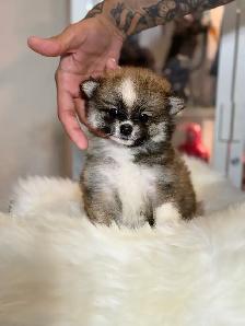 pure bred Pomeranian for sale !! - Photo 3