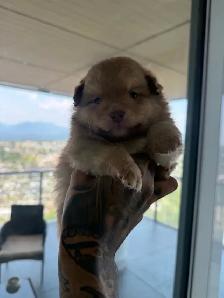 pure bred Pomeranian for sale !! - Photo 4