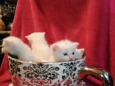 Persian Turkish Angora Kittens