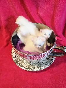 Persian Turkish Angora Kittens - Photo 2