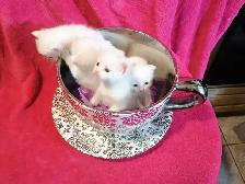 Persian Turkish Angora Kittens - Photo 3