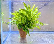 Large Cryptocoryne wendtii 10' x 14'