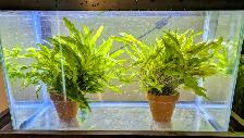 Large Cryptocoryne wendtii 10' x 14' - Photo 2