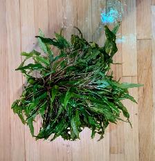 Large Cryptocoryne wendtii 10' x 14' - Photo 3