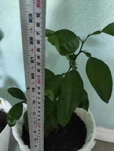 Grapefruit tree / 1 year old