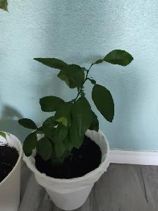 Grapefruit tree / 1 year old - Photo 2