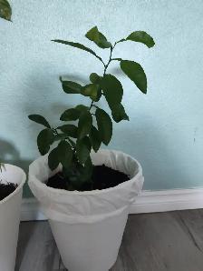Grapefruit tree / 1 year old - Photo 3
