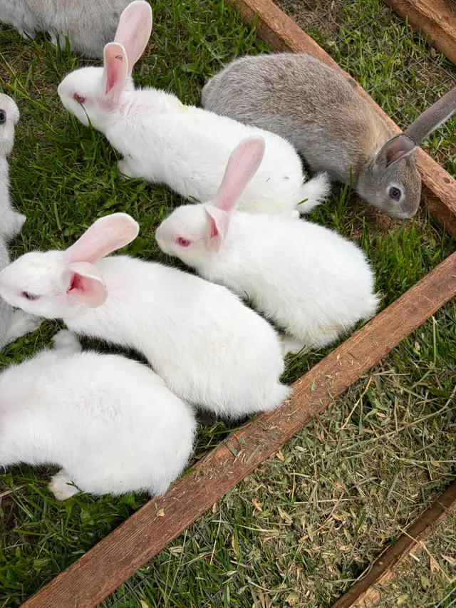 6 week old New Zealand rabbits $30 ea