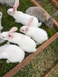 6 week old New Zealand rabbits $30 ea