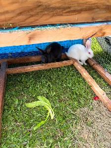 6 week old New Zealand rabbits $30 ea - Photo 2