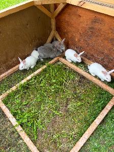 6 week old New Zealand rabbits $30 ea - Photo 3