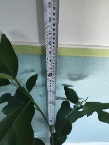 Annual Avocado tree
