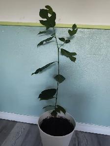 Annual Avocado tree - Photo 2