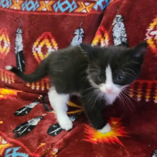Free kittens