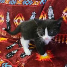 Free kittens