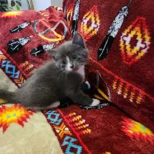 Free kittens - Photo 2