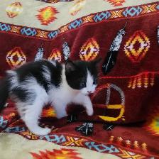 Free kittens - Photo 3