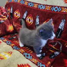 Free kittens - Photo 4