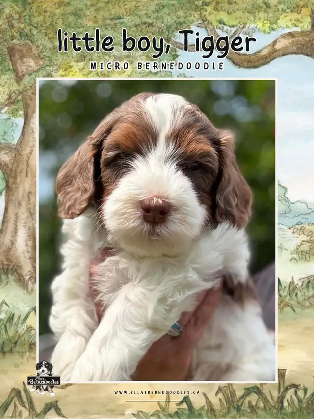 MICRO BERNEDOIDLE BOYS