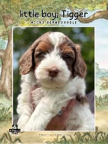 MICRO BERNEDOIDLE BOYS