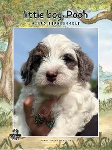 MICRO BERNEDOIDLE BOYS - Photo 2