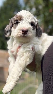 MICRO BERNEDOIDLE BOYS - Photo 3