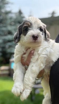 MICRO BERNEDOIDLE BOYS - Photo 5