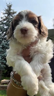 MICRO BERNEDOIDLE BOYS - Photo 6