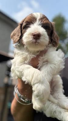 MICRO BERNEDOIDLE BOYS - Photo 7