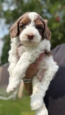 MICRO BERNEDOIDLE BOYS - Photo 8