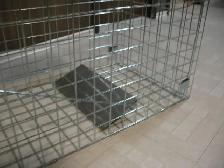 Super Extra Large Live Animal Trap, Brand New - Photo 3