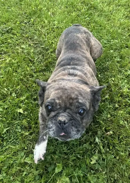 Frenchie Adults